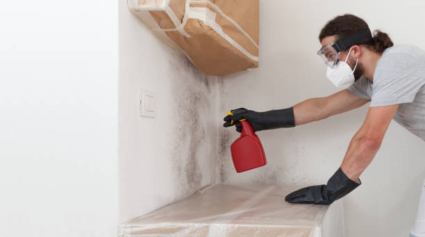 Professional Basement Mold Removal technician working in Bethel, WA
