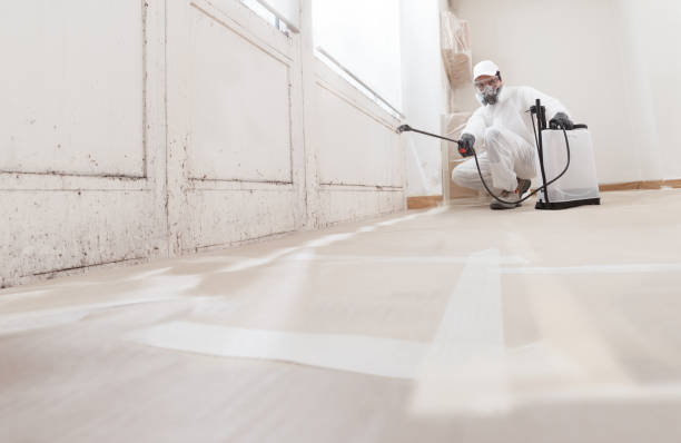 24/7 Emergency Basement Mold Removal experts in Bethel, WA